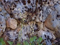 Rumex scutatus 1, Spaanse zuring, Saxifraga-Willem van Kruijsbergen