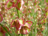 Rumex scutatus 10, Spaanse zuring, Saxifraga-Rutger Barendse