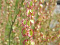 Rumex scutatus 11, Spaanse zuring, Saxifraga-Rutger Barendse