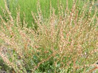 Rumex scutatus 12, Spaanse zuring, Saxifraga-Rutger Barendse