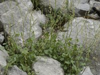 Rumex scutatus 15, Spaanse zuring, Saxifraga-Willem van Kruijsbergen