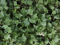 Rumex scutatus 4, Spaanse zuring, Saxifraga-Peter Meininger