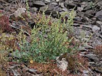 Rumex scutatus 5, Spaanse zuring, Saxifraga-Peter Meininger