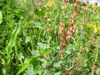 Rumex scutatus 6, Spaanse zuring, Saxifraga-Rutger Barendse