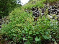 Rumex scutatus 7, Spaanse zuring, Saxifraga-Ed Stikvoort