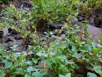 Rumex scutatus 8, Spaanse zuring, Saxifraga-Ed Stikvoort