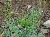 Rumex scutatus 9, Spaanse zuring, Saxifraga-Ed Stikvoort