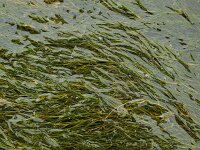 Ruppia maritima 10, Snavelruppia, Saxifraga-Ed Stikvoort