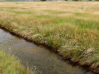 Ruppia maritima 5, Snavelruppia, Saxifraga-Ed Stikvoort