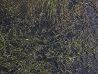 Ruppia maritima 7, Snavelruppia, Saxifraga-Ed Stikvoort