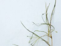 Ruppia maritima 8, Snavelruppia, Saxifraga-Ed Stikvoort