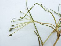 Ruppia maritima 9, Snavelruppia, Saxifraga-Ed Stikvoort