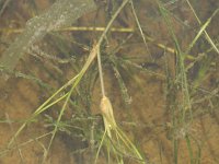 Ruppia maritima 2, Snavelruppia, Saxifraga-Rutger Barendse