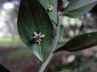 Ruscus aculeatus 22, Stekelige muizendoorn, Saxifraga-Ed Stikvoort