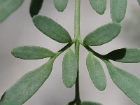 Ruta angustifolia