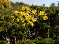 Ruta angustifolia 14, Saxifraga-Ed Stikvoort