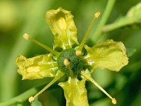 Ruta graveolens 8, Wijnruit, Saxifraga-Sonja Bouwman  1031. Wijnruit - Ruta graveolens - Rutaceae familie (zw)