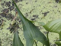 Sagittaria latifolia 10, Breed pijlkruid, Saxifraga-Peter Meininger