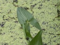 Sagittaria latifolia 11, Breed pijlkruid, Saxifraga-Peter Meininger