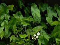 Sagittaria latifolia 21, Breed pijlkruid, Saxifraga-Ed Stikvoort