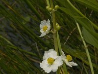 Sagittaria latifolia 3, Breed pijlkruid, Saxifraga-Jan van der Straaten