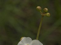Sagittaria latifolia 7, Breed pijlkruid, Saxifraga-Jan van der Straaten