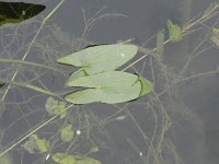 Sagittaria sagittifolia 10, Pijlkruid, Saxifraga-Rutger Barendse