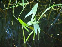 Sagittaria sagittifolia 8, Pijlkruid, Saxifraga-Rudmer Zwerver