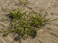 Salicornia europaea 10, Kortarige zeekraal, Saxifraga-Jan van der Straaten