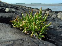 Salicornia europaea 11, Kortarige zeekraal, Saxifraga-Ed Stikvoort