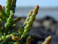 Salicornia europaea 12, Kortarige zeekraal, Saxifraga-Ed Stikvoort