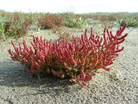 Salicornia europaea 13, Kortarige zeekraal, Saxifraga-Ed Stikvoort