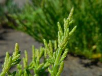 Salicornia europaea 14, Kortarige zeekraal, Saxifraga-Ed Stikvoort