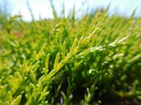 Salicornia europaea 15, Kortarige zeekraal, Saxifraga-Ed Stikvoort