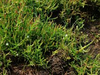 Salicornia europaea 21, Kortarige zeekraal, Saxifraga-Hans Boll