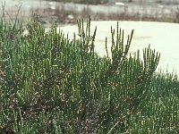 Salicornia europaea 3, Kortarige zeekraal, Saxifraga-Jan van der Straaten