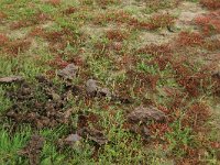 Salicornia europaea 31, Kortarige zeekraal, Saxifraga-Hans Boll