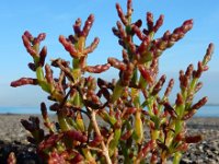 Salicornia europaea 38, Kortarige zeekraal, Saxifraga-Ed Stikvoort