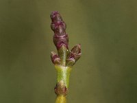 Salicornia europaea 5, Kortarige zeekraal, Saxifraga- Peter Meininger
