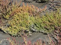 Salicornia europaea 6, Kortarige zeekraal, Saxifraga-Peter Meininger
