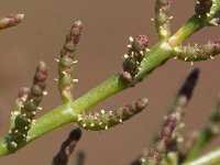 Salicornia europaea 7, Kortarige zeekraal, Saxifraga-Peter Meininger