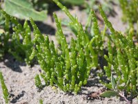 Salicornia europaea 8, Kortarige zeekraal, Saxifraga-Bart Vastenhouw