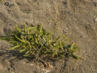 Salicornia europaea 9, Kortarige zeekraal, Saxifraga-Jan van der Straaten
