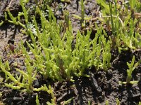 Salicornia europaea ssp europaea 43, Kortarige zeekraal, Saxifraga-Willem van Kruijsbergen