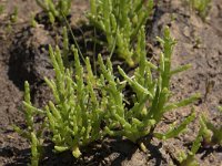 Salicornia europaea ssp europaea 44, Kortarige zeekraal, Saxifraga-Willem van Kruijsbergen