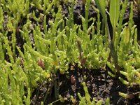 Salicornia europaea ssp europaea 45, Kortarige zeekraal, Saxifraga-Willem van Kruijsbergen