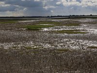 Salicornia europaea 16, Kortarige zeekraal, Saxifraga-Hans Boll