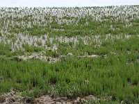 Salicornia europaea 17, Kortarige zeekraal, Saxifraga-Hans Boll