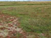 Salicornia europaea 18, Kortarige zeekraal, Saxifraga-Hans Boll