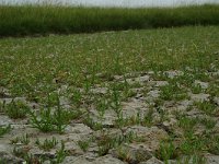 Salicornia europaea 2, Kortarige zeekraal, Saxifraga-Willem van Kruijsbergen